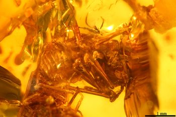 Media type: image;   Entomology PALE-26868